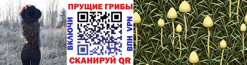 Галлюциногенные грибы Cubensis  omg ссылки  Геленджик 